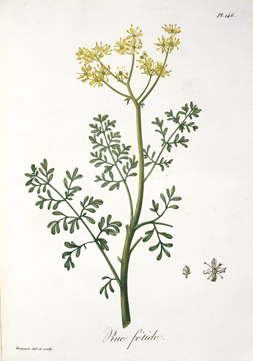 Rue Joseph Roquesin (1772-1850) Phytographie Medicalesta, julkaistu vuonna 1821 tekijältä L.F.J. Hoquart
