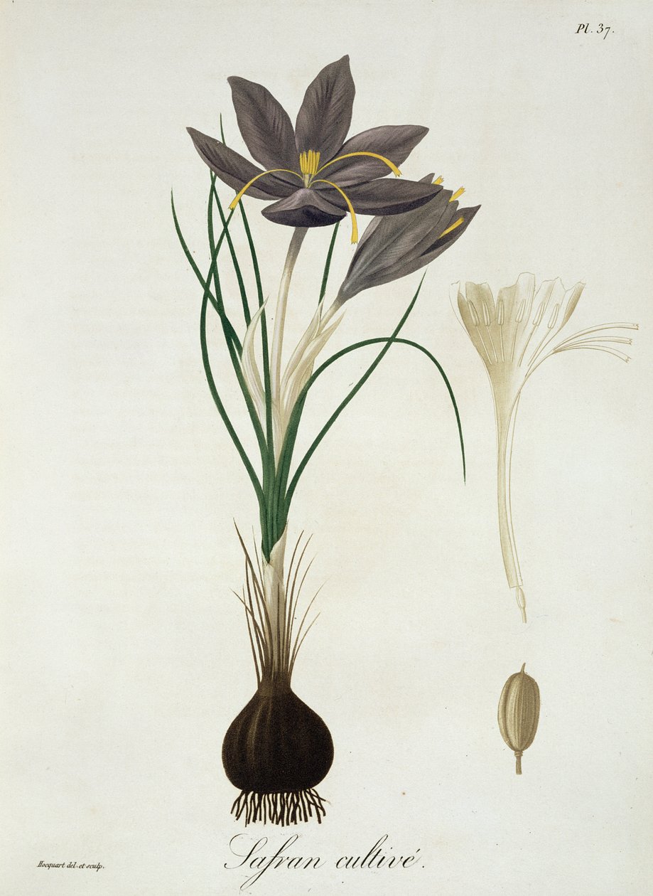Joseph Roquesin (1772-1850) Phytographie Medicalen sahramikrookus julkaistiin vuonna 1821. tekijältä L.F.J. Hoquart