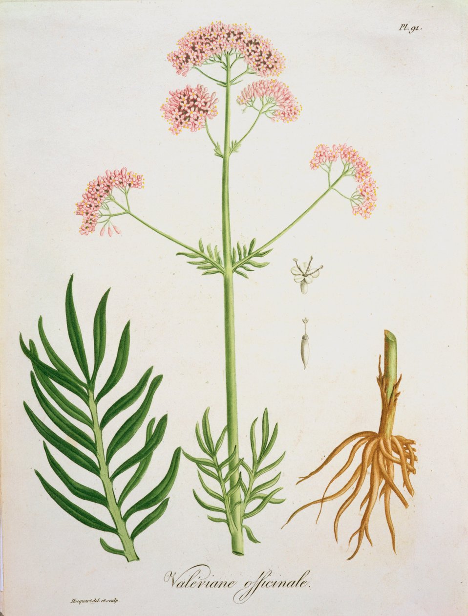 Valerian Joseph Roquesin (1772-1850) Phytographie Medicalesta, julkaistu vuonna 1821 tekijältä L.F.J. Hoquart