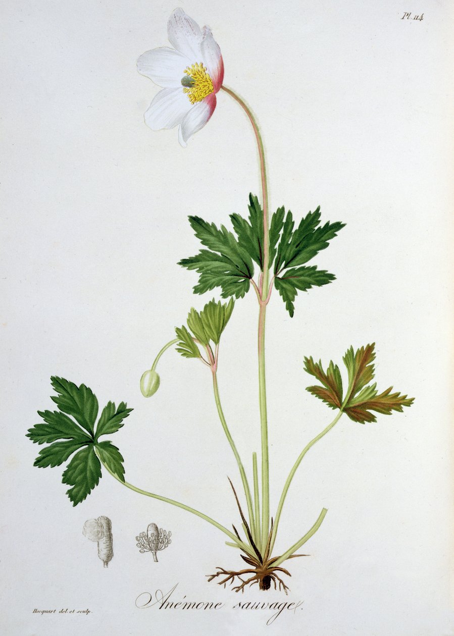 Wood Anemone Joseph Roquesin (1772-1850) "Phytographie Medicalesta", julkaistu vuonna 1821 tekijältä L.F.J. Hoquart