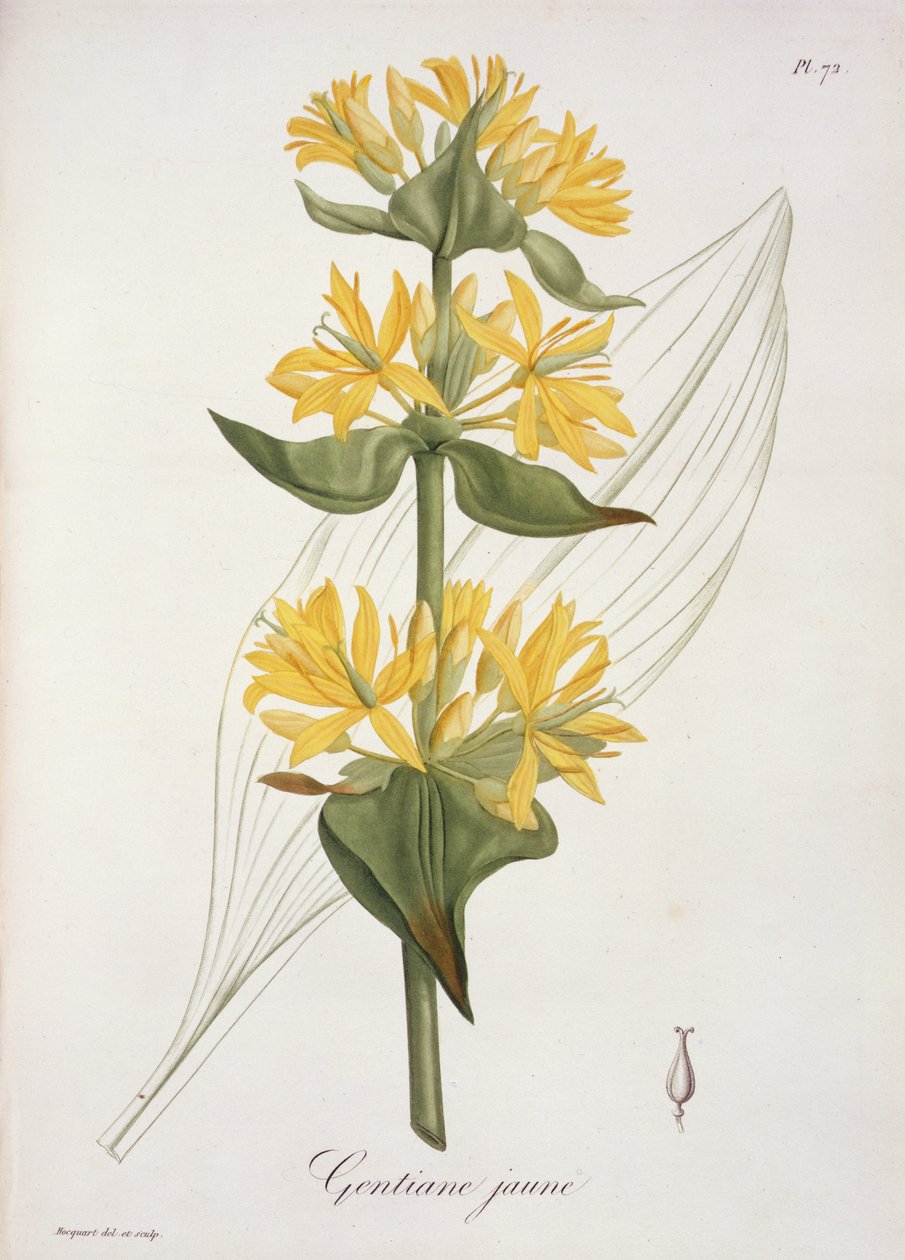 Keltainen Gentian Joseph Roquesin (1772-1850) Phytographie Medicalesta, julkaistu vuonna 1821 tekijältä L.F.J. Hoquart