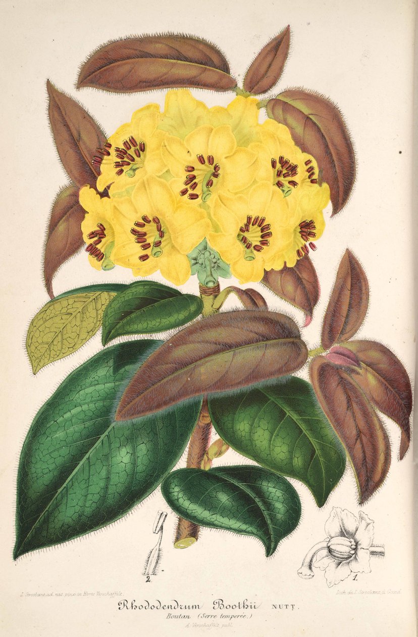 Rhododendron boothii tekijältä L’Illustration horticole