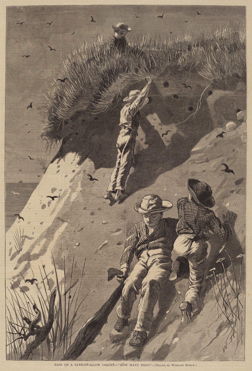 Raid on Sand-Swallow Colony - "Kuinka monta munaa?" tekijältä Lagarde after Winslow Homer