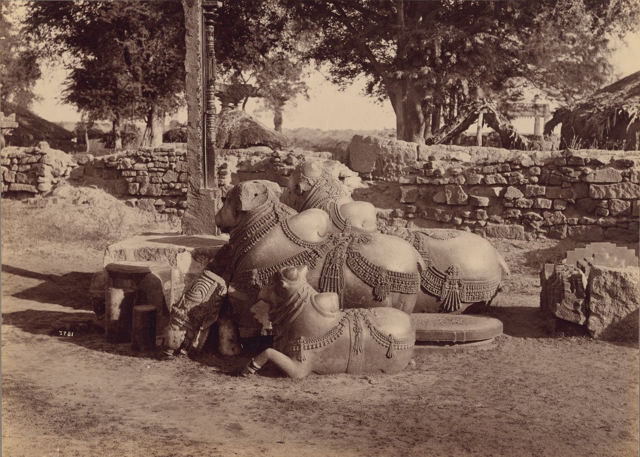 Härät tai nadiat koristeveistoksin koristeltuina Sivukuva, Warangal, Hyderabad, Dekaani tekijältä Lala Deen Dayal