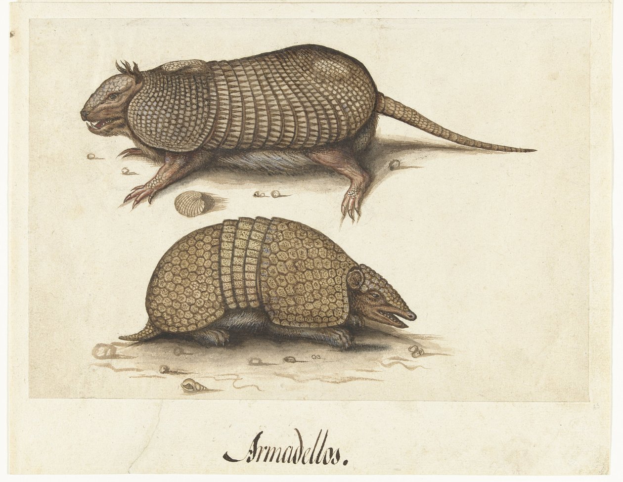 Albumiarkki kahdella armadillolla Armadillos tekijältä Lambert Lombard (rejected attribution)