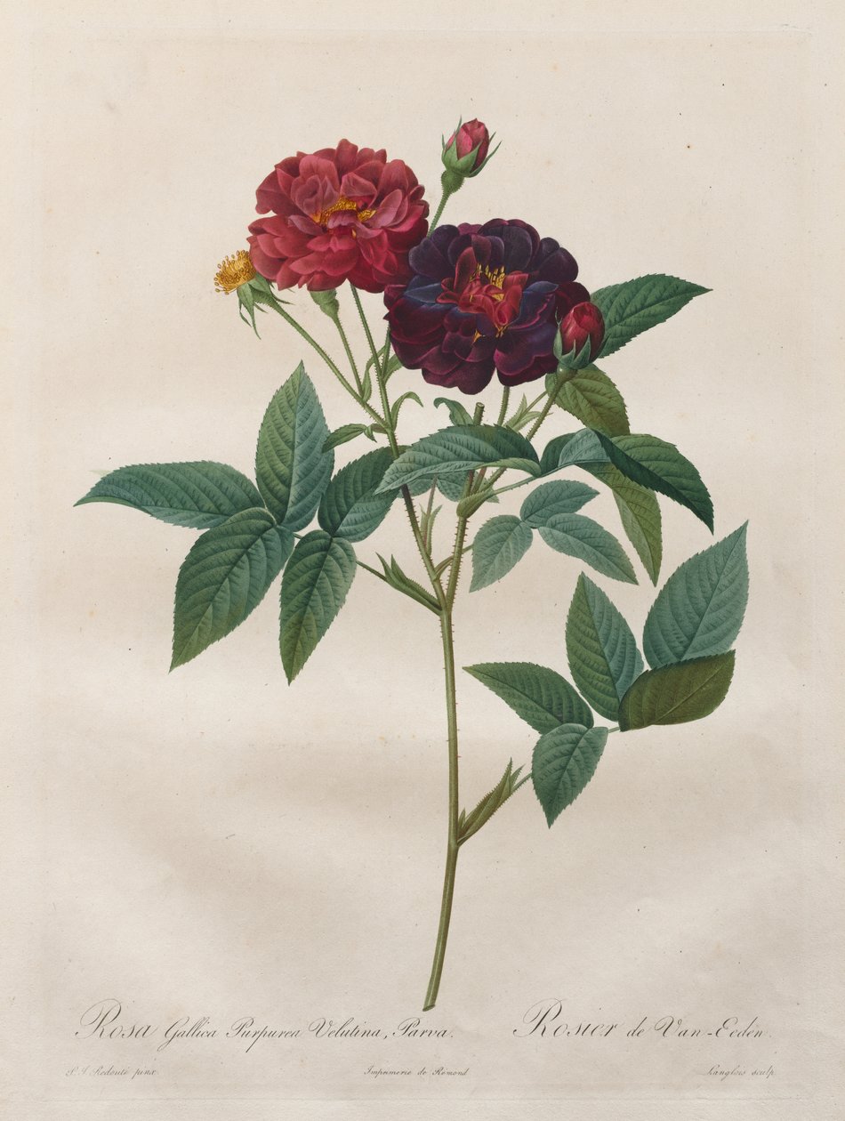 Ruusut: Rosa Gallica Purpurea Velutina Parva tekijältä Langlois