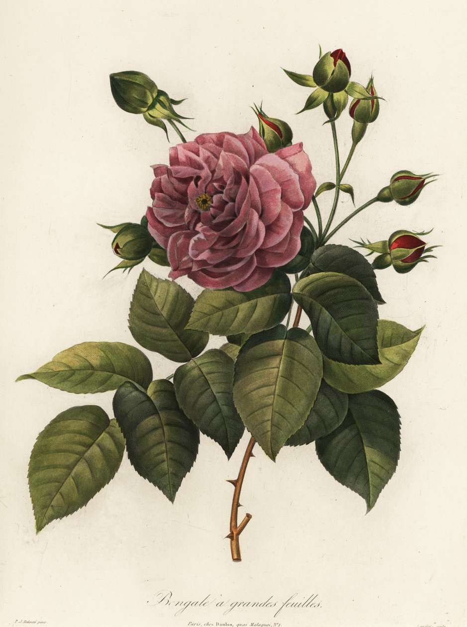 Bengalin ruusu, Rosa chinensis -lajike, isolehtinen Bengal tekijältä Langlois Langlois