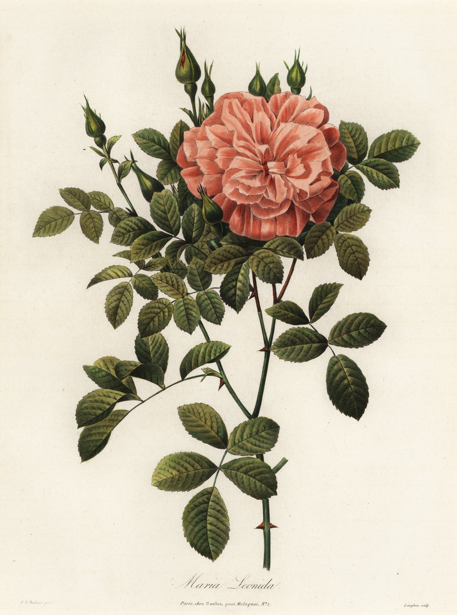 Maria Leonida, hybridiruusu, Rosa bracteata -lajike tekijältä Langlois Langlois