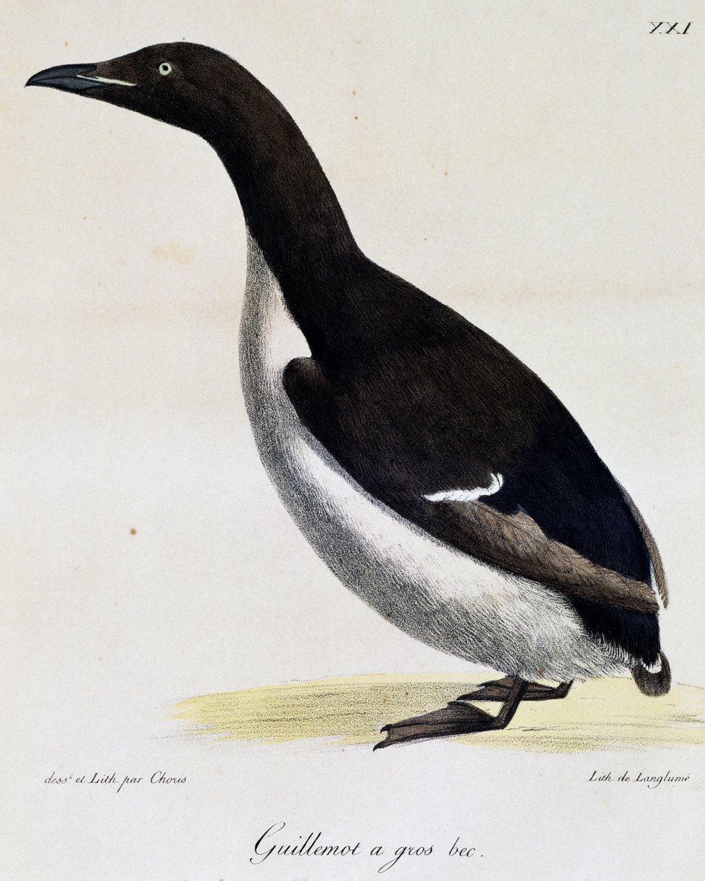 Brunnichin Guillemot, Picturesque Voyage Around the World tekijältä Langlume Langlume