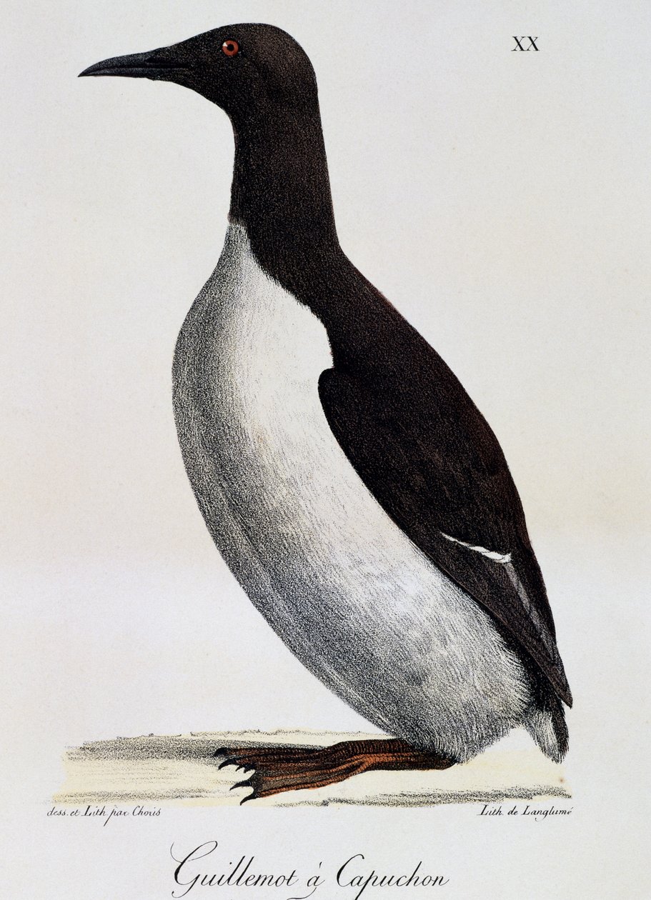 Common Guillemot (Uria aalge), maalauksellisesta matkasta maailman ympäri tekijältä Langlume Langlume