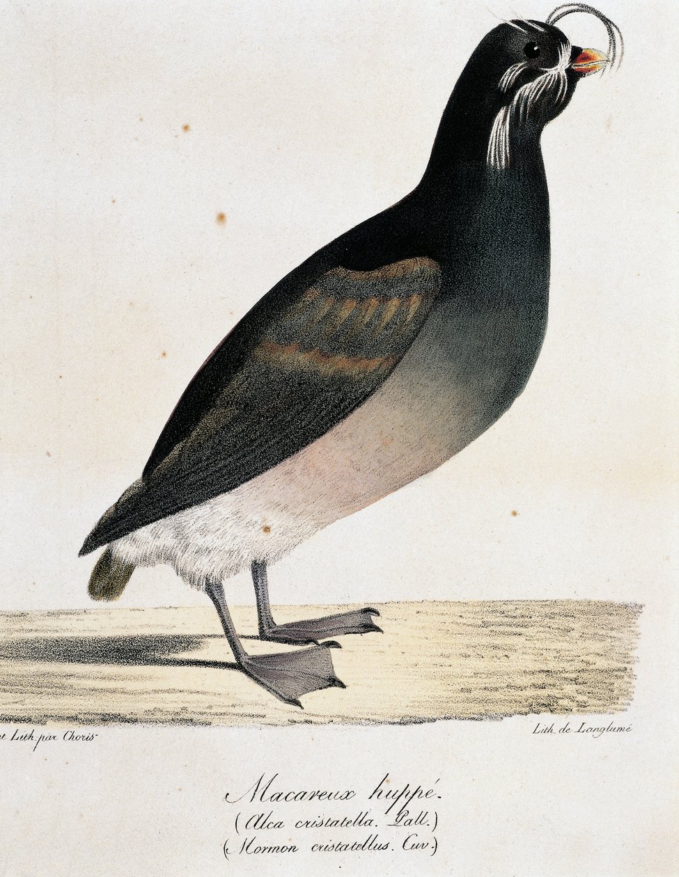 Crested Auklet (Aethia cristatella), Picturesque Voyage Around the World -matkasta tekijältä Langlume Langlume