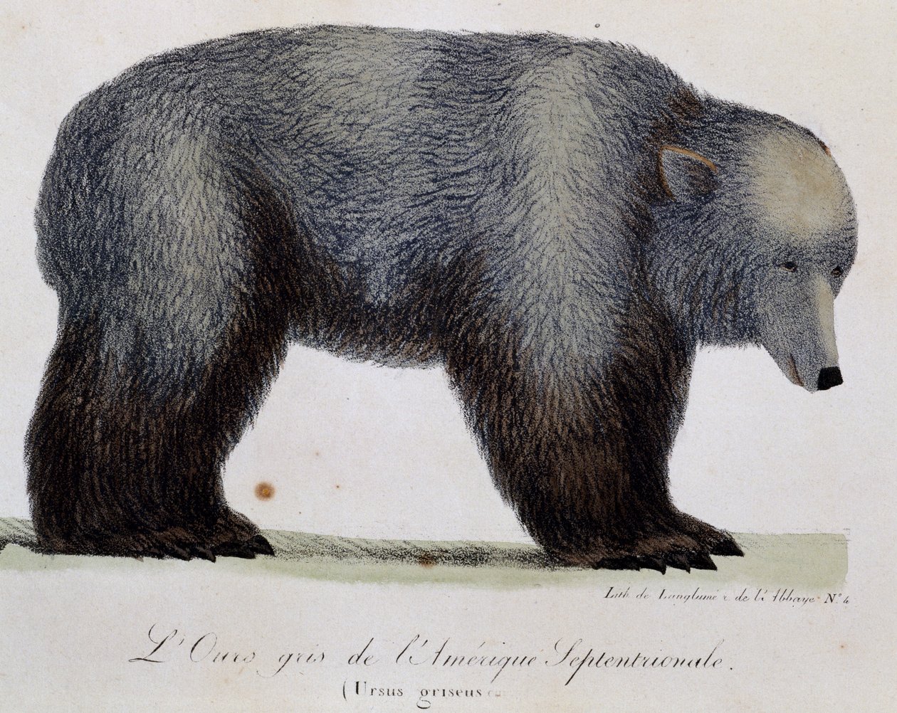 Harmaakarhu (Ursus griseus), maalauksellisesta matkasta maailman ympäri tekijältä Langlume Langlume