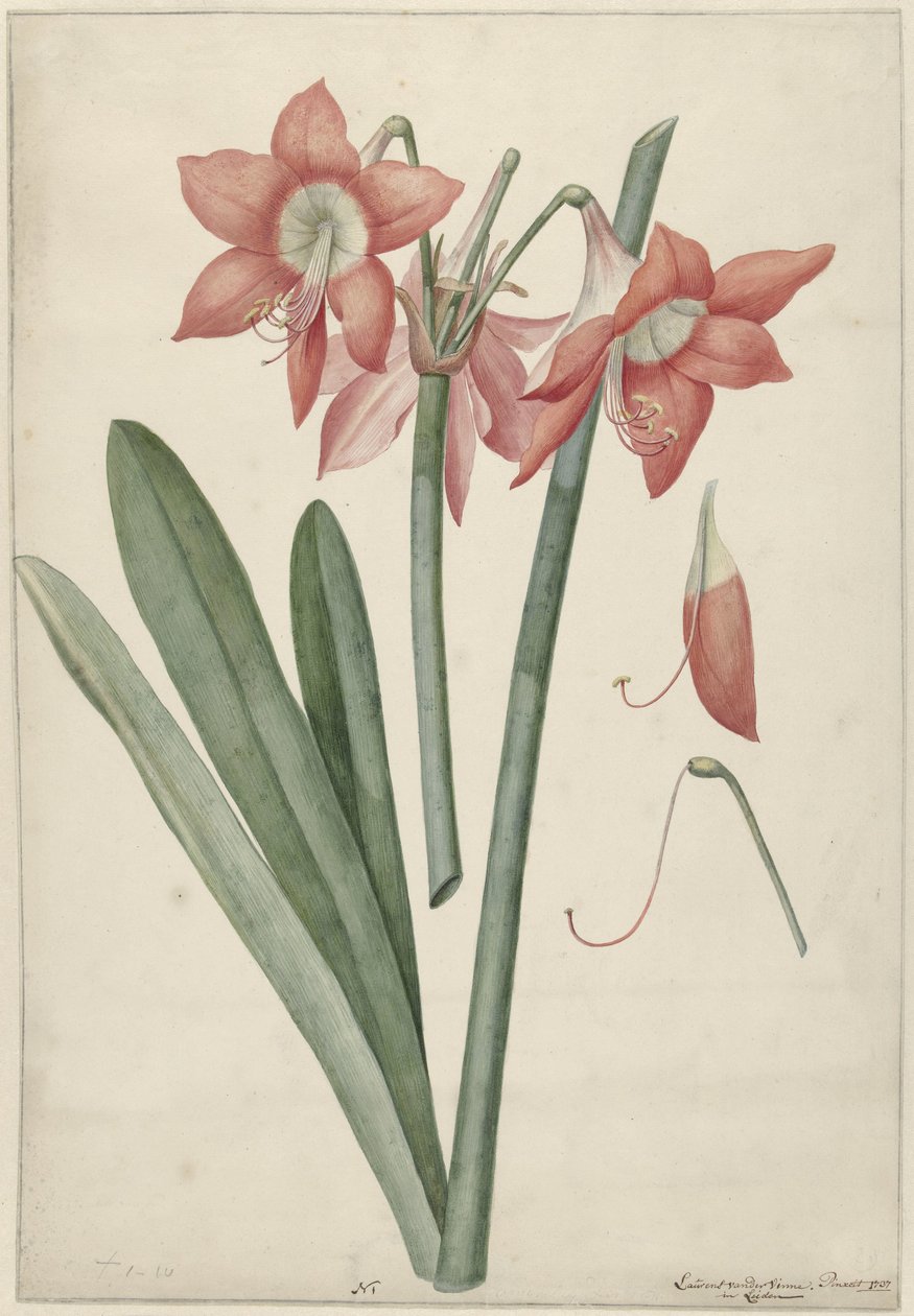 Amaryllis Haoorthia Margaritiferas tekijältä Laurens Jacobsz. van der Vinne