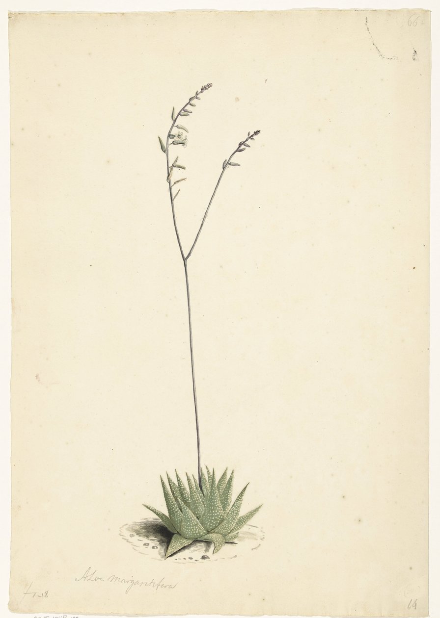 Kukkiva aloe tekijältä Laurens Vincentsz. van der Vinne