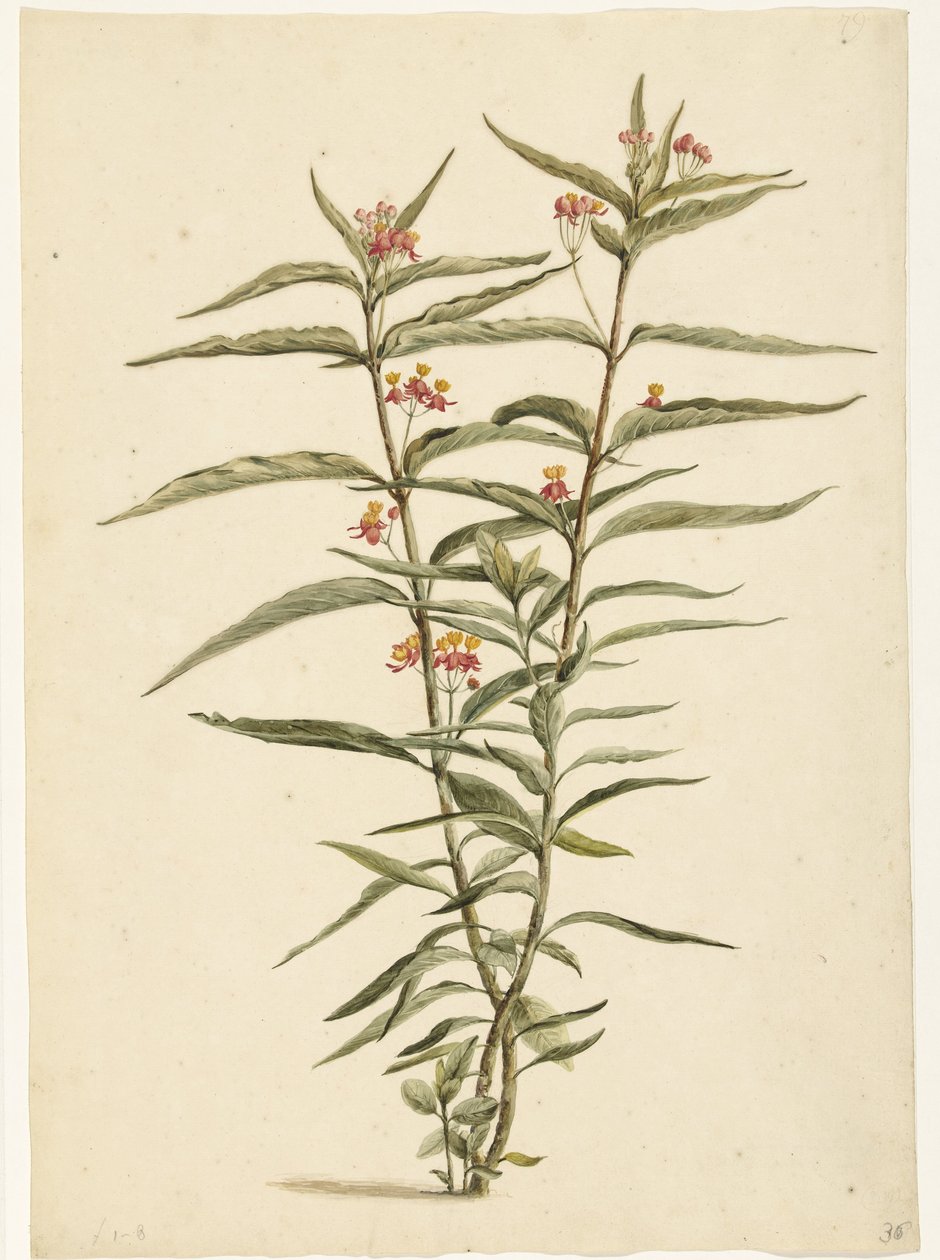 Kukkiva mäkikuisma (Asclepias curassavica) tekijältä Laurens Vincentsz. van der Vinne