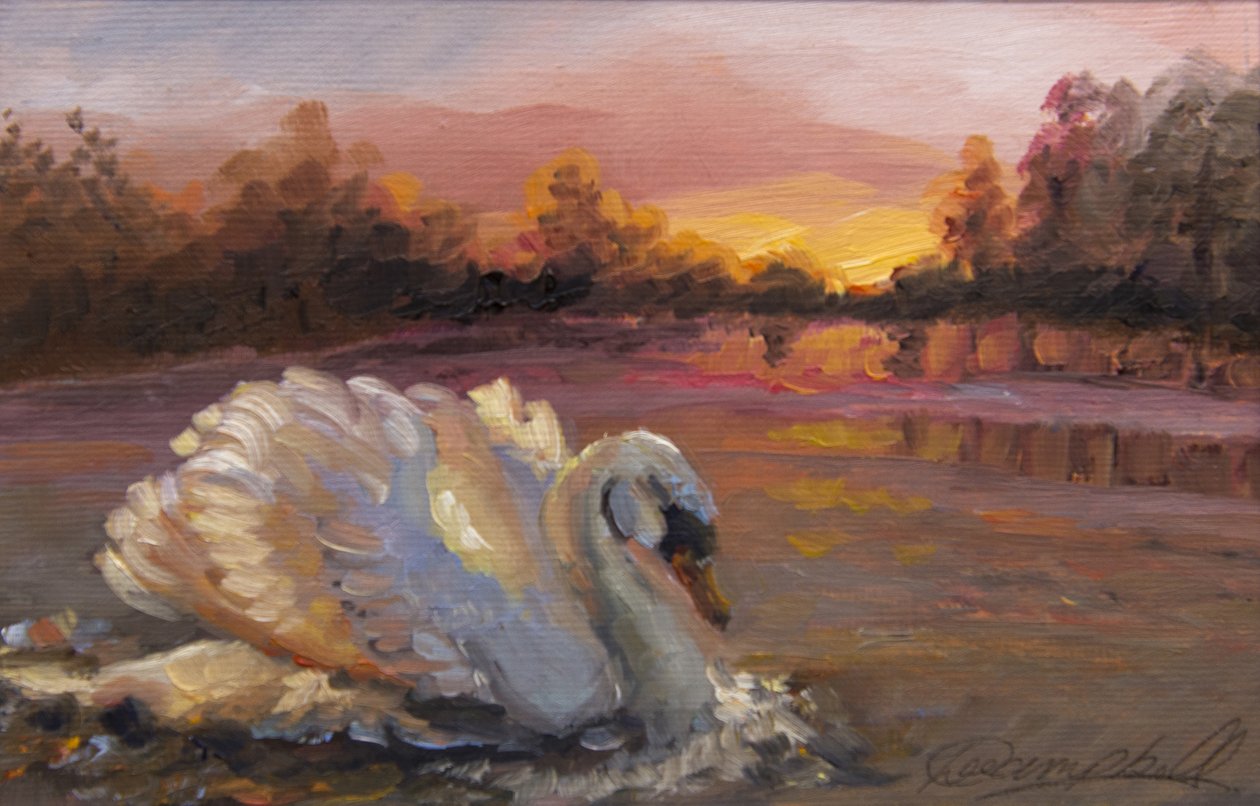 Swan at Sunrise, 2016, (öljy paperille) tekijältä Lee Campbell
