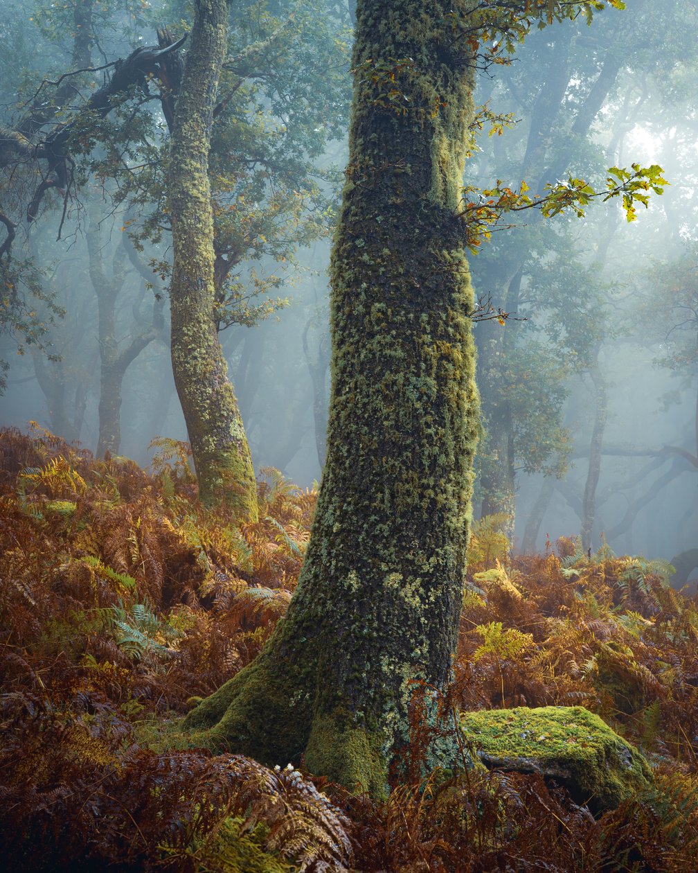 A Breath in the Pines, 2024 (kuva) tekijältä Lee Cooper