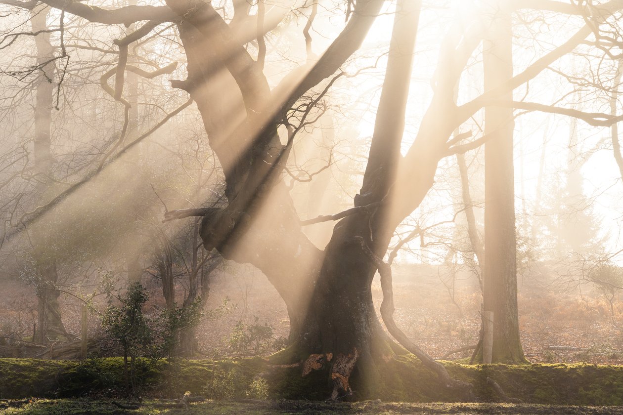 Beautiful Beams, 2025 (kuva) tekijältä Lee Cooper