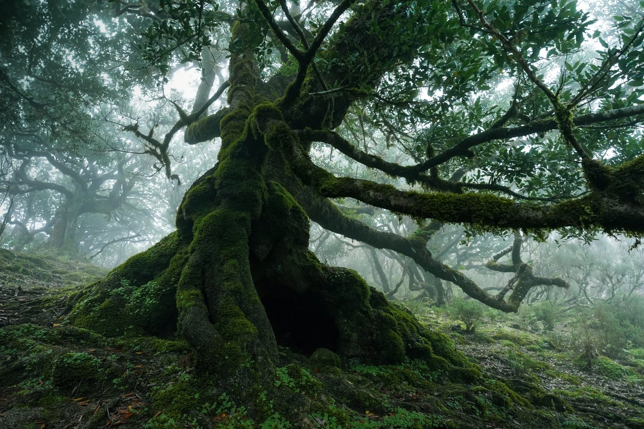  tekijältä Lee Cooper