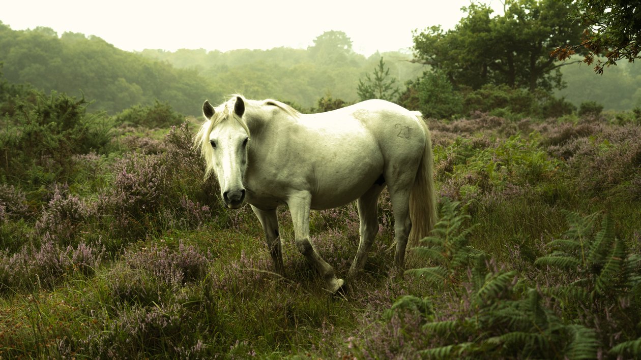 In the Gloaming, 2023 (kuva) tekijältä Lee Cooper