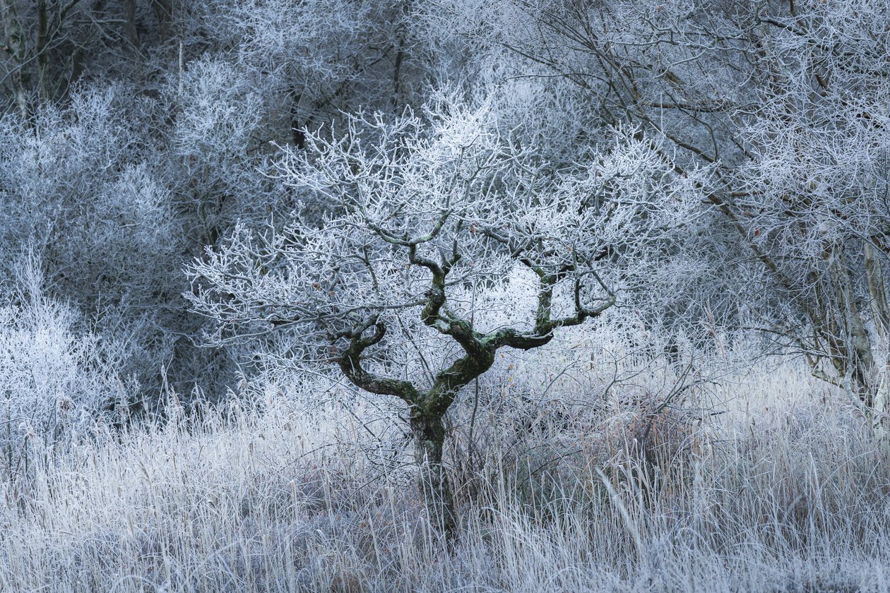 Oldwood Echo, 2022 (kuva) tekijältä Lee Cooper