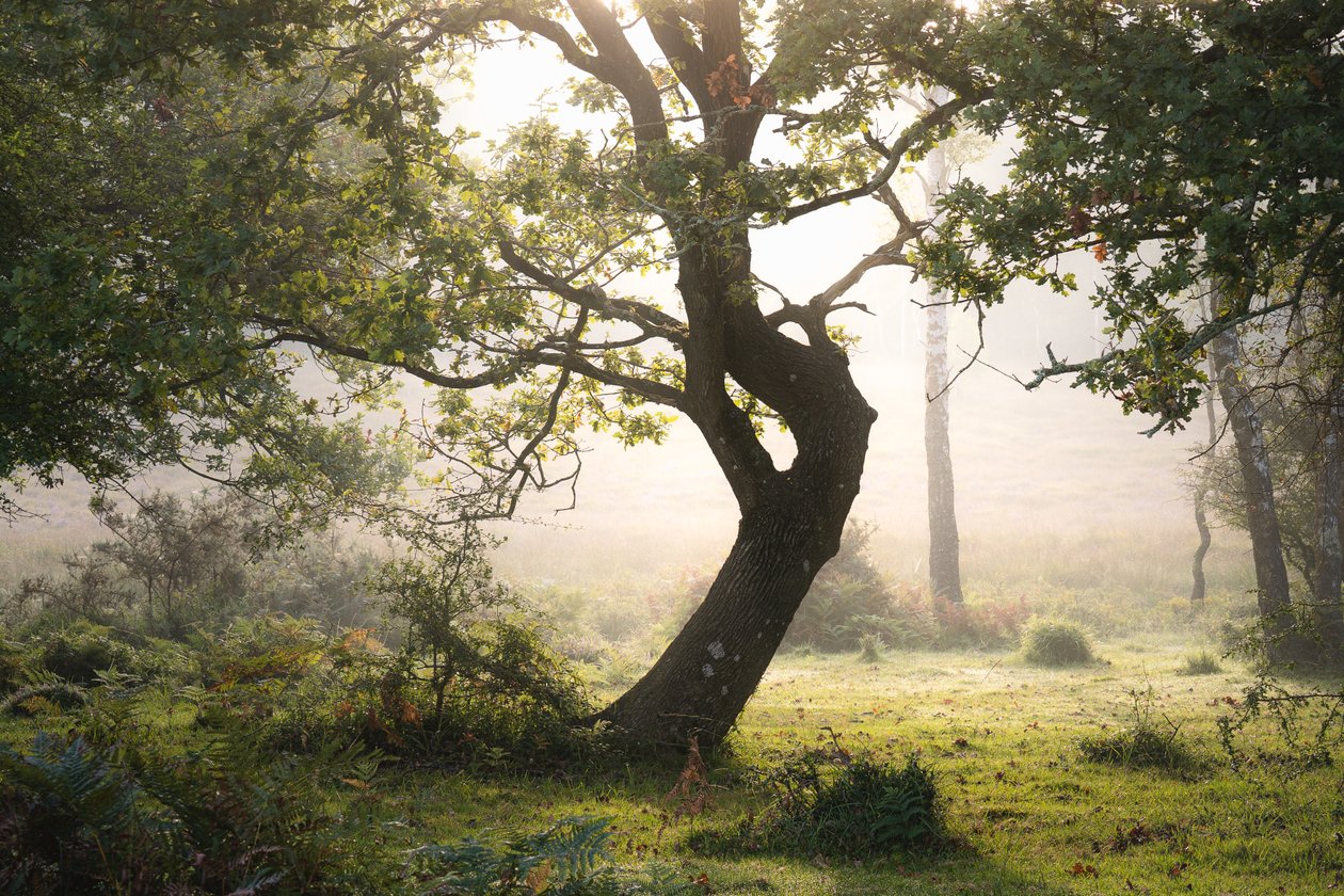 Rainroot, 2023 (kuva) tekijältä Lee Cooper