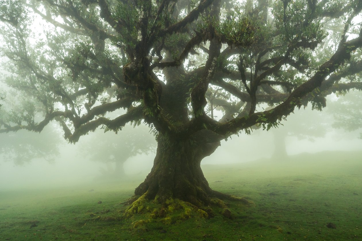 Metsän tarinoita, 2025 (kuva) tekijältä Lee Cooper