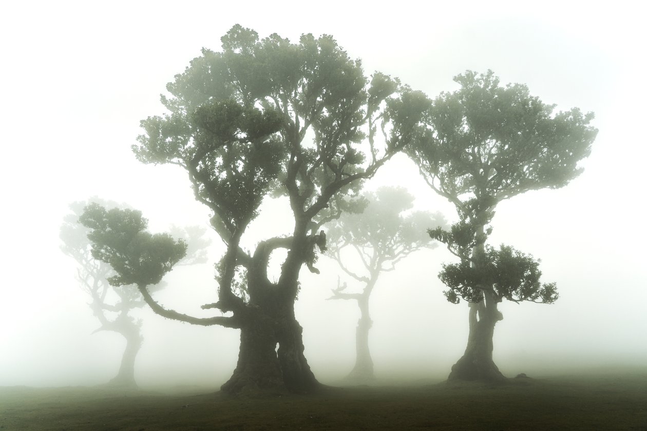 The Forest Remains, 2023 (kuva) tekijältä Lee Cooper