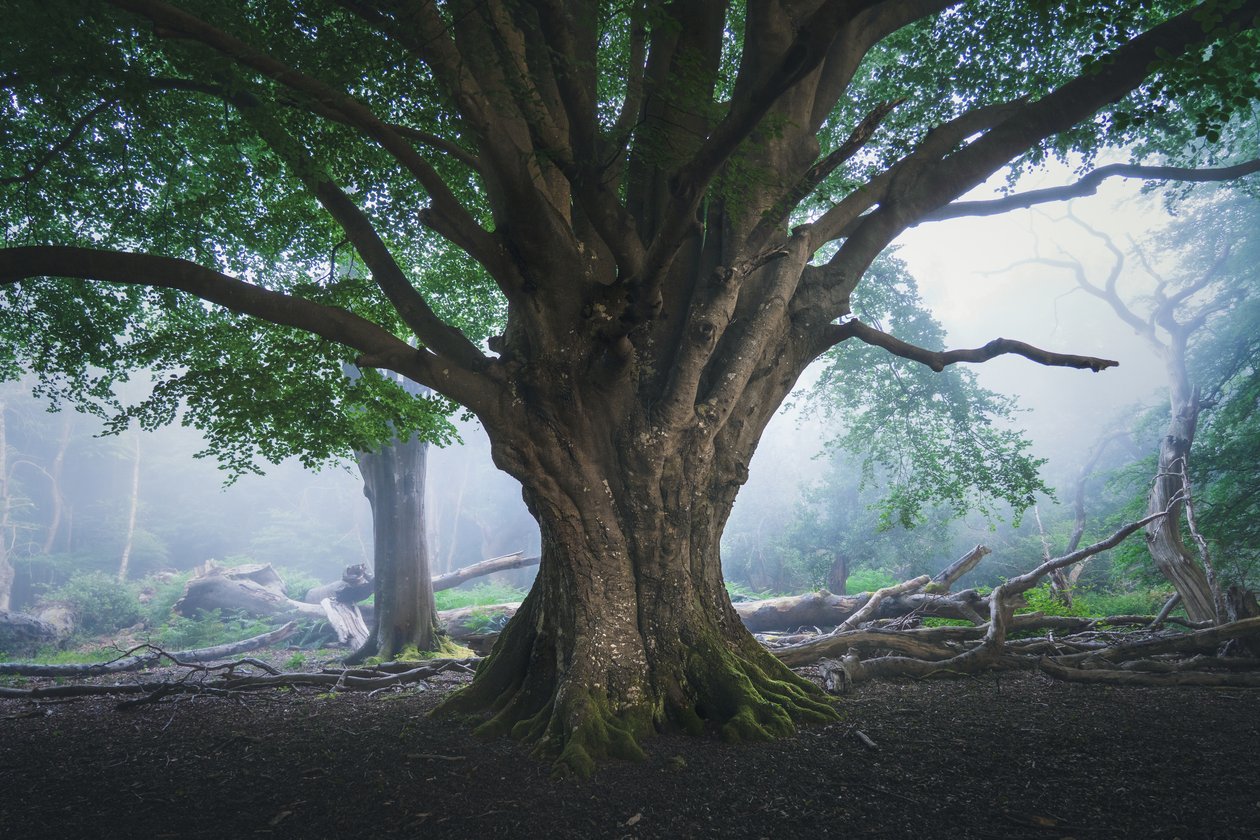 Valo, joka odottaa, 2024 (kuva) tekijältä Lee Cooper