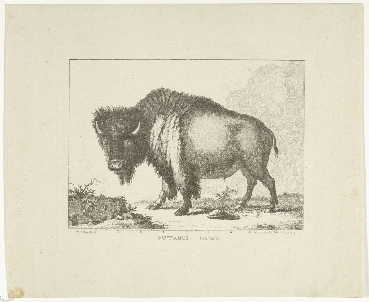 Bison tekijältä Leendert Brasser