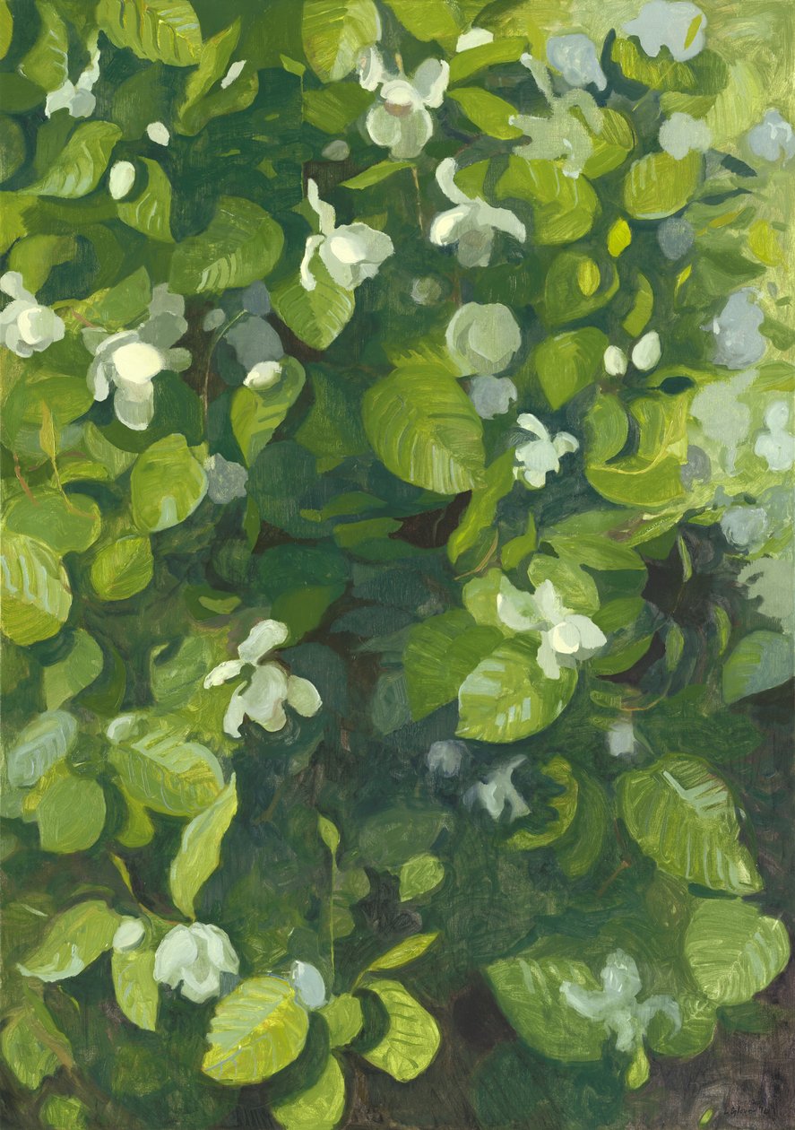 Magnolia kukkii, 2014 tekijältä Leigh Glover