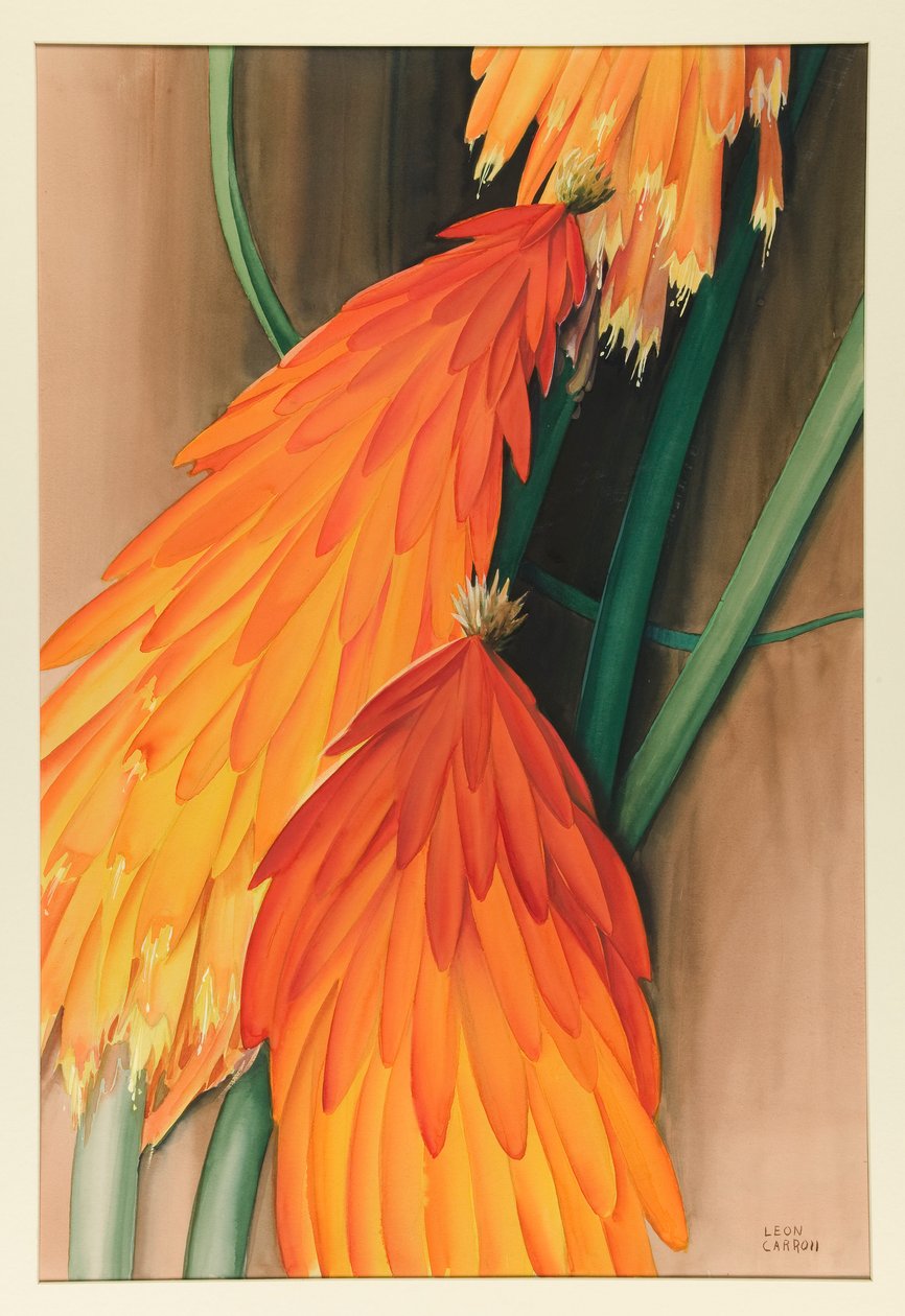 Skyrocket (Red Hot Poker) tekijältä Leon Carroll