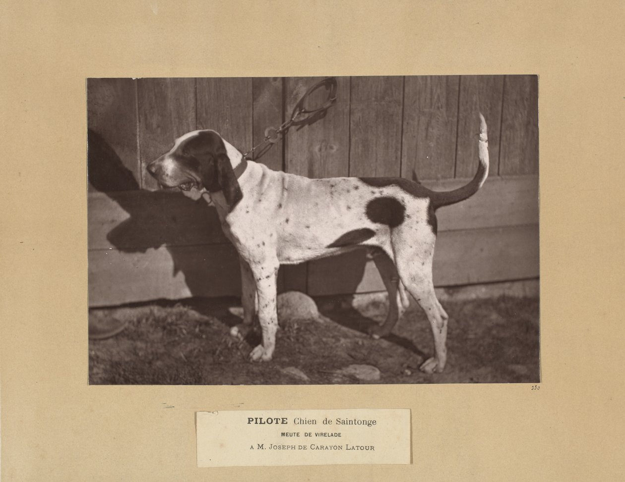 Pilotti, Chien de Saintonge, Vireladen pakkaus, A.M. Joseph de Carayon Latour tekijältä Leon Cremiere