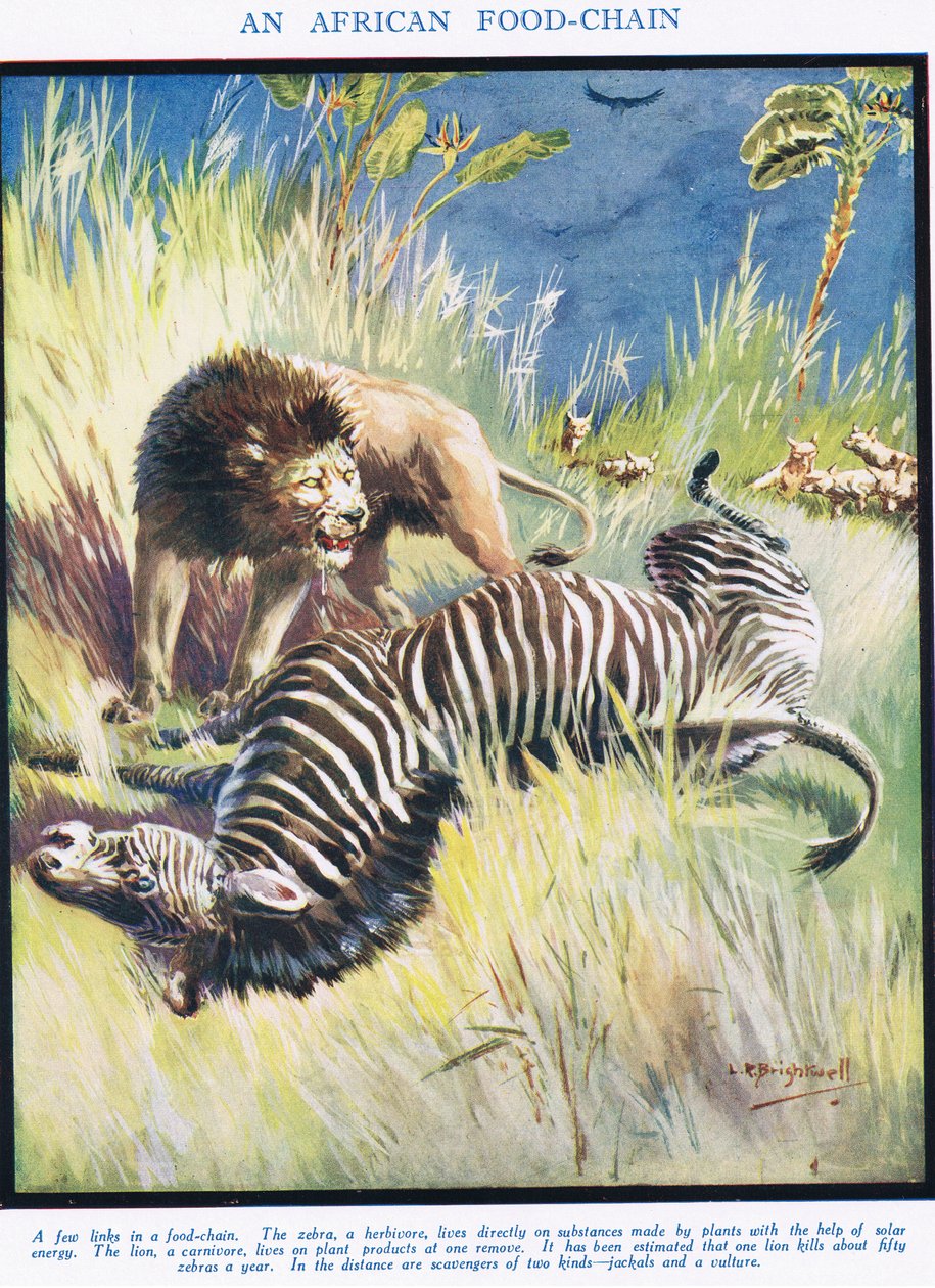 Afrikkalainen elintarvikeketju, esimerkki teoksesta "The Science of Life" tekijältä Leonard Robert Brightwell