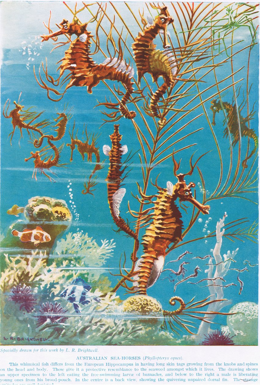 Australian merihevoset, kuvitus teoksesta "The Science of Life" tekijältä Leonard Robert Brightwell