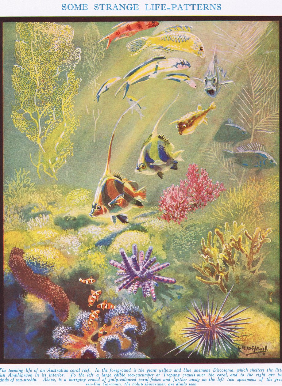 Joitakin outoja elämänmalleja, kuvitus teoksesta "The Science of Life" tekijältä Leonard Robert Brightwell