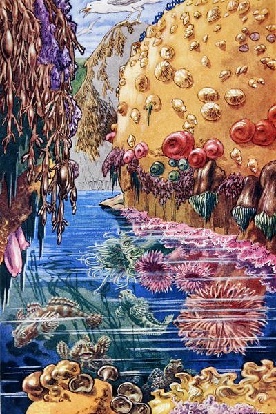 Kuvitus teoksesta "Sea-Shore Life in Britain", painettu 1947 (värilitro). tekijältä Leonard Robert Brightwell