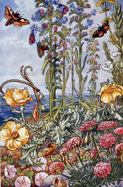 Kuvitus teoksesta "Sea-Shore Life in Britain", painettu 1947 (värilitro). tekijältä Leonard Robert Brightwell