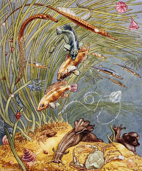 Kuvitus teoksesta "Sea-Shore Life in Britain", painettu 1947 (värilitho) tekijältä Leonard Robert Brightwell