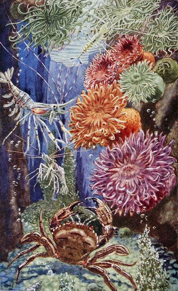 Kuvitus teoksesta "Sea-Shore Life in Britain", painettu 1947 (värilitho) tekijältä Leonard Robert Brightwell