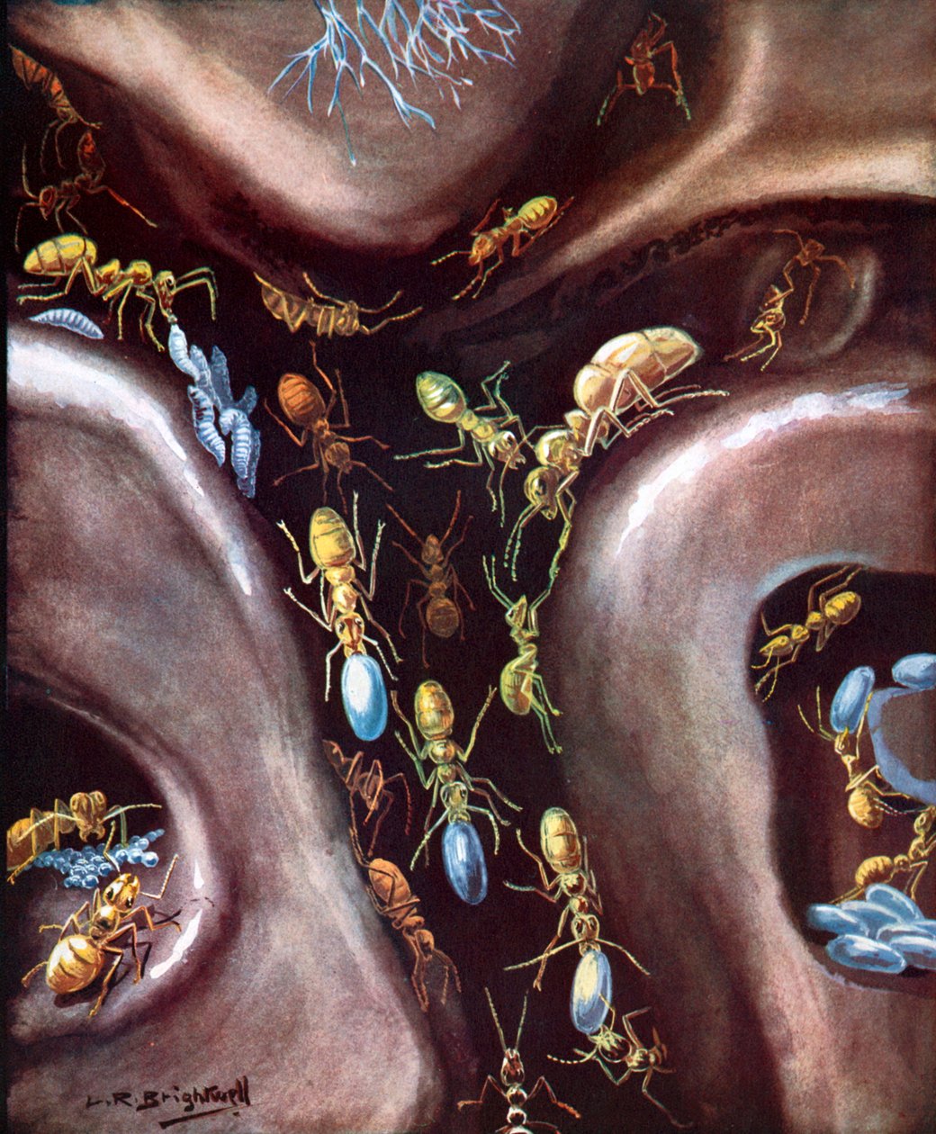 Elämä hyönteisyhteisössä (värilitho) tekijältä Leonard Robert Brightwell