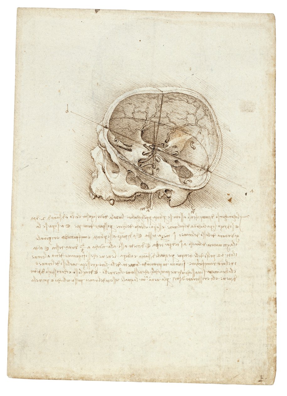 Anatominen maalaus Leonardo Da Vincistä - Kallo tekijältä Leonardo da Vinci