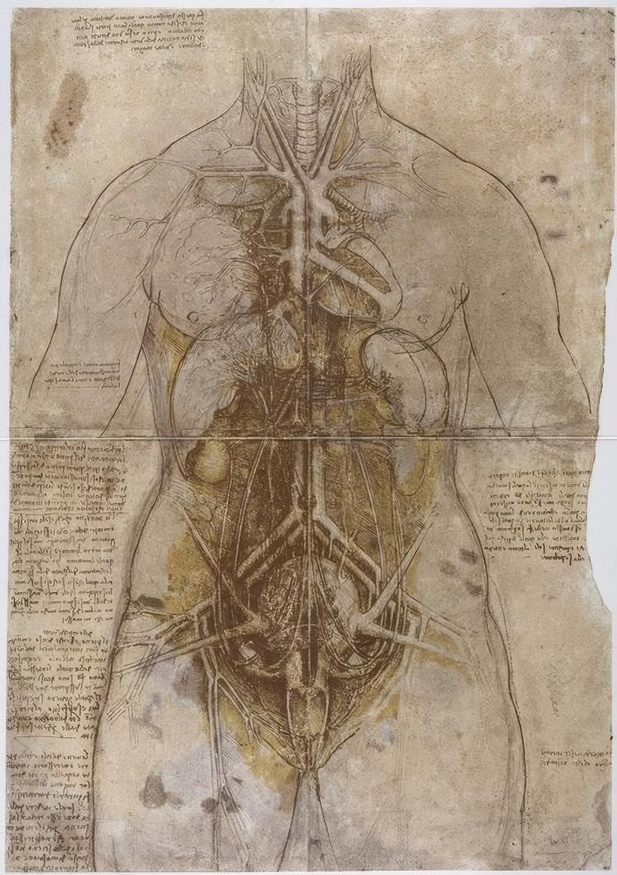 Anatomian tutkimus tekijältä Leonardo da Vinci