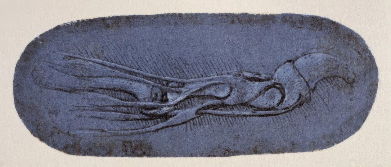 Anatomiestudie tekijältä Leonardo da Vinci