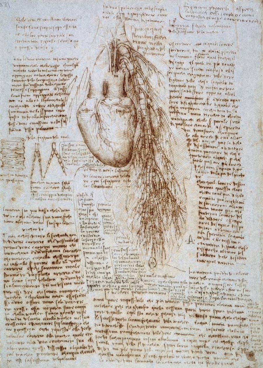 Anatomia: Das Herz und die umgebenden Blutgefäße mit der Lunge tekijältä Leonardo da Vinci
