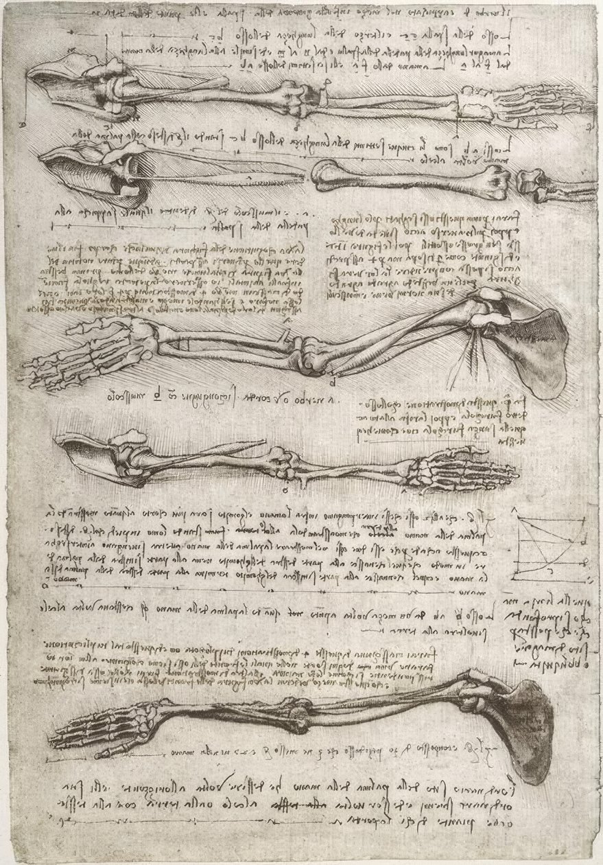 Anatomiestudien tekijältä Leonardo da Vinci