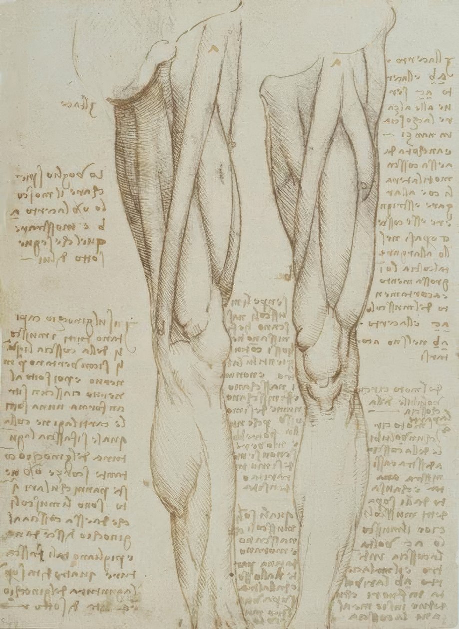 Anatomiestudien tekijältä Leonardo da Vinci