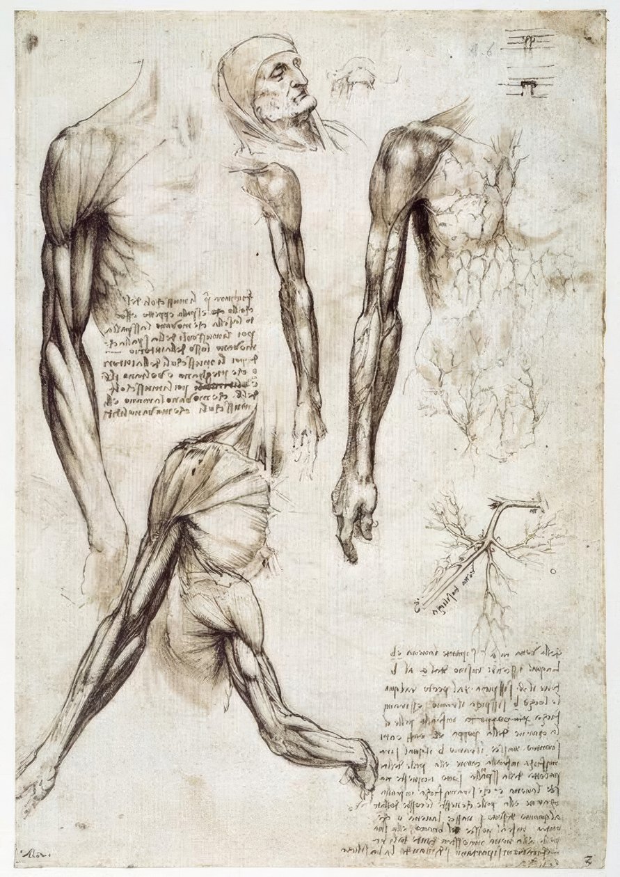 Anatomiestudien tekijältä Leonardo da Vinci
