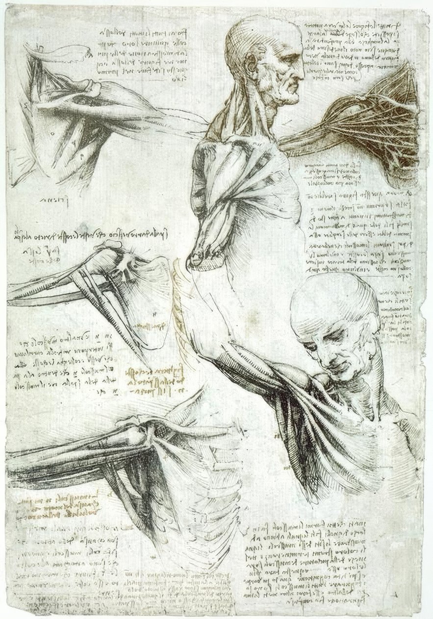 Anatomiestudien tekijältä Leonardo da Vinci