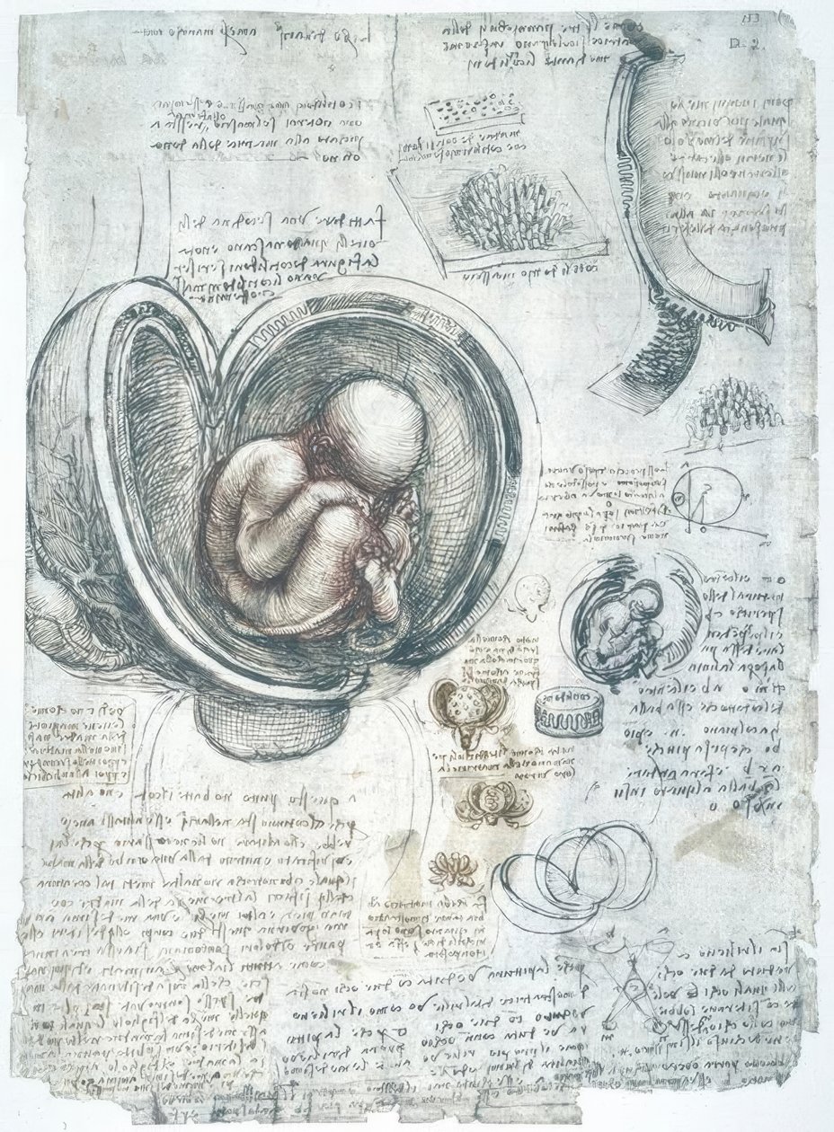 Anatomiestudien tekijältä Leonardo da Vinci